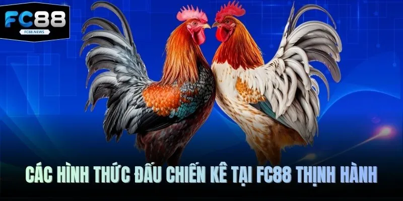 Đá Gà FC88 4 Các hình thức đấu chiến kê tại FC88 thịnh hành