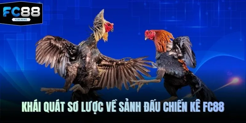 Đá Gà FC88 1 Khái quát sơ lược về sảnh đấu chiến kê FC88